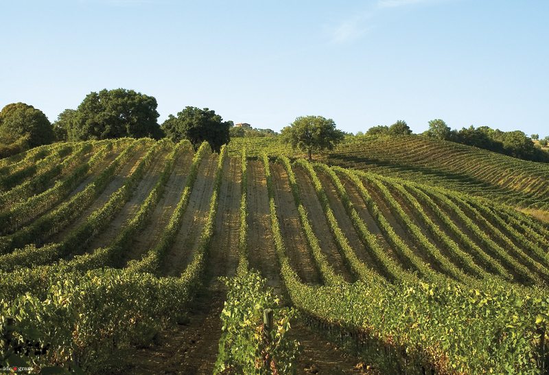 Fattoria Mantellassi: nasce Vegoia, eccellente bianco da vitigno Ansonica