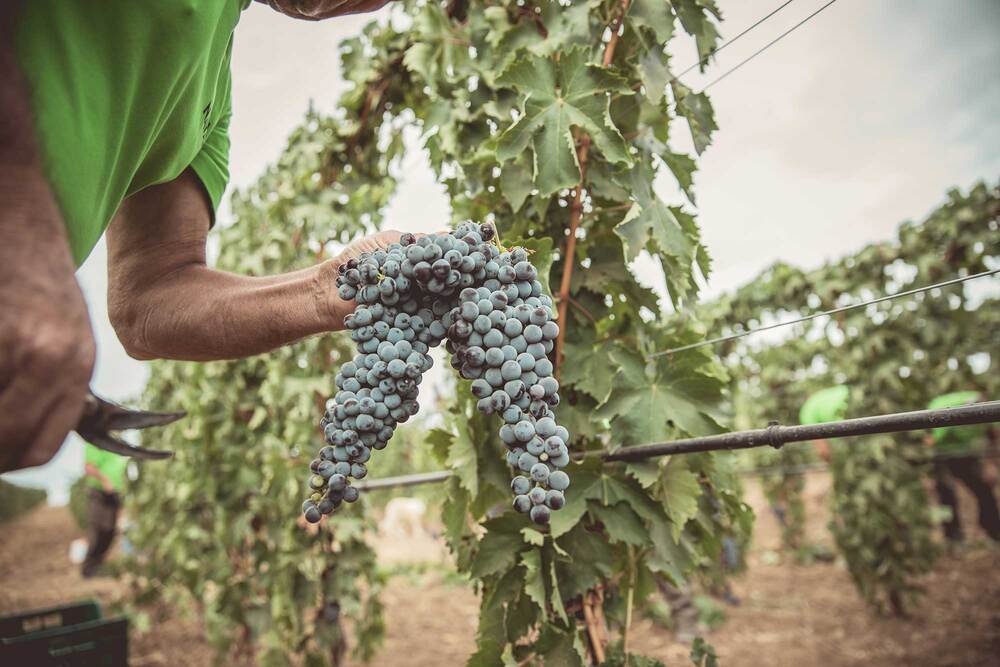 Vinitaly 2023: Tenute Navarra la storia di una famiglia e di un’azienda fatta di persone