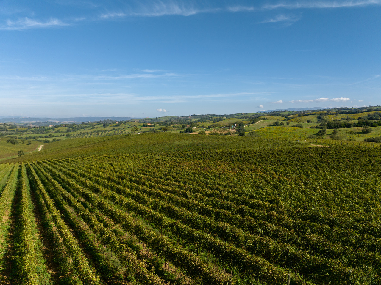 Maremma, Terra del Ciliegiolo DOC e altri Ciliegioli d’Italia: al via la prima edizione