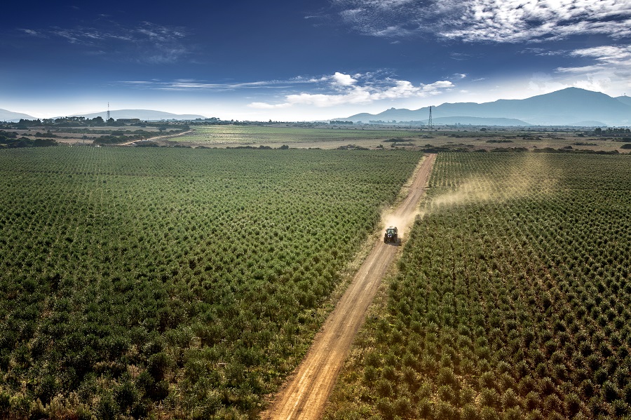 Olio San Giuliano vince premio Ercole Olivario con l’extravergine Sardegna Dop